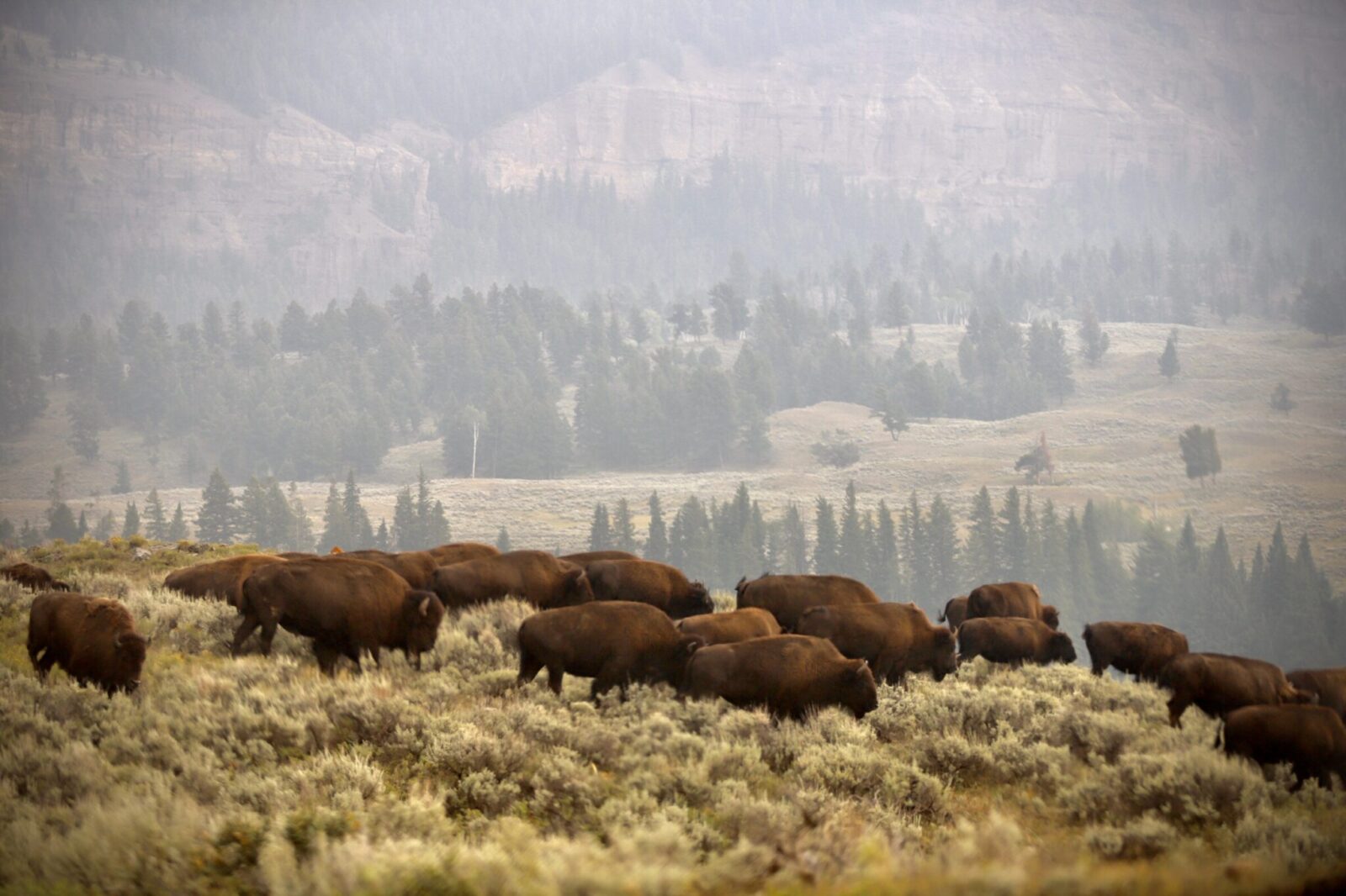 A herd of buffalo walks through the sagebrush with rolling pine forest behind.