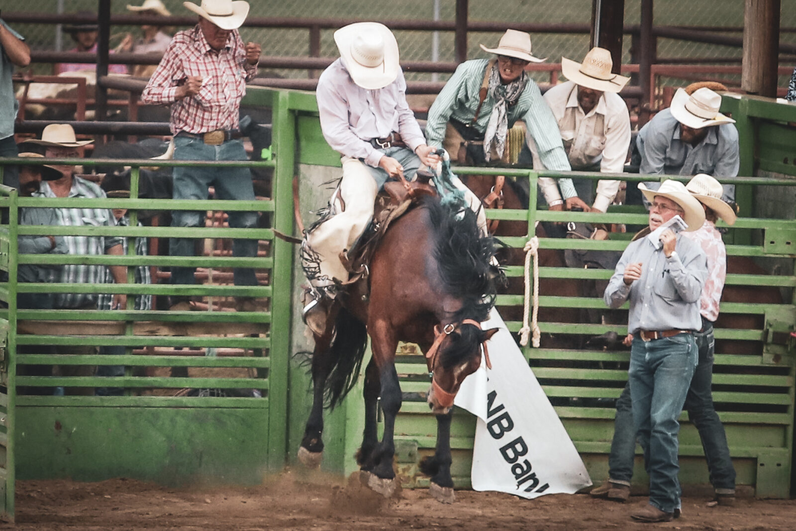 A bay bucking horse tries to get the best of the cowboy on his back.