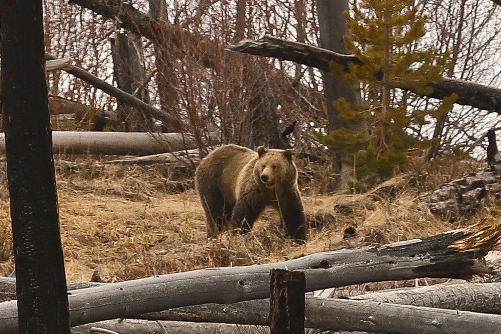 Yellowstone Tours